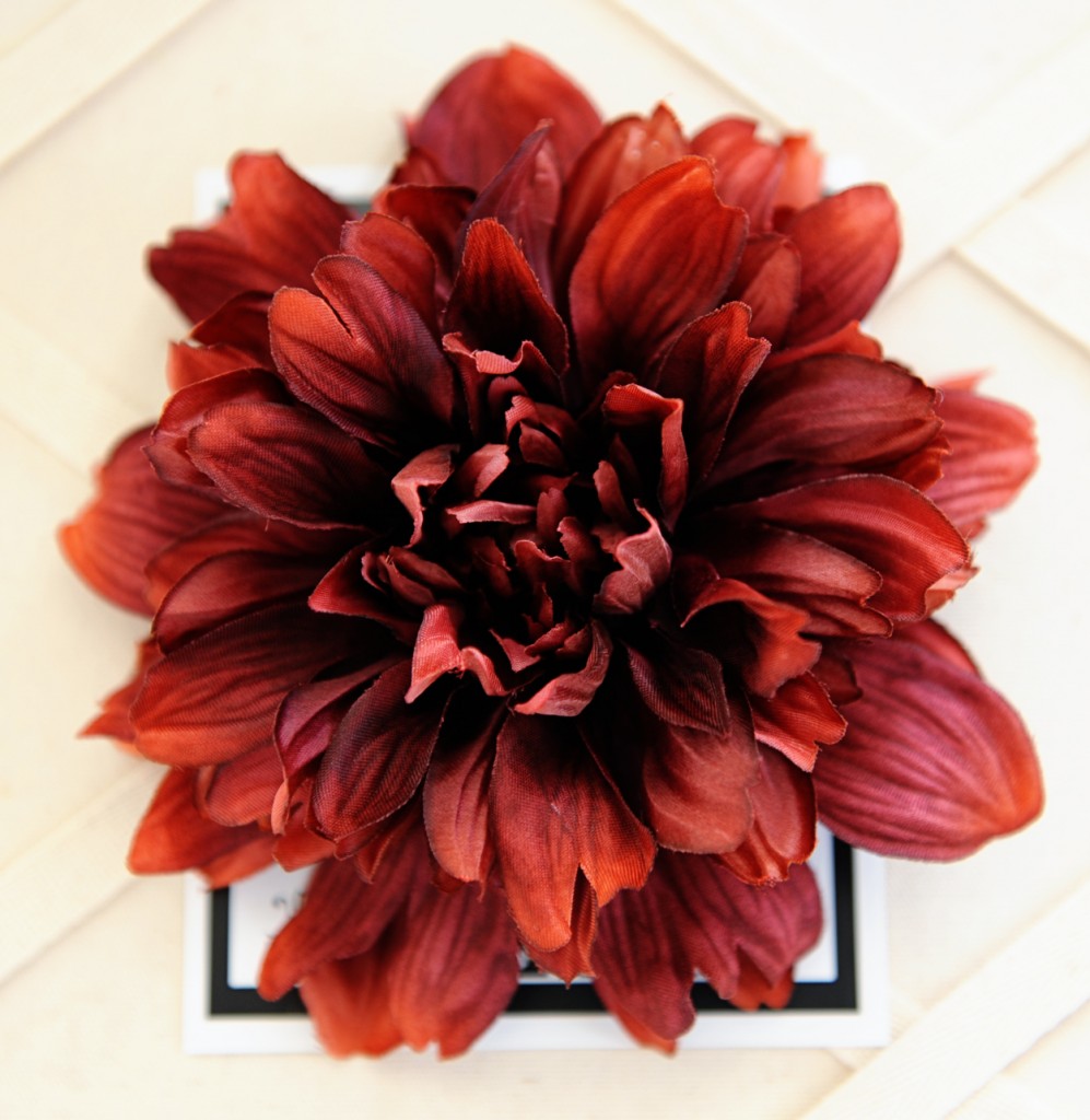 etsy XL chili powder zinnia etsy XL chili powder zinnia
