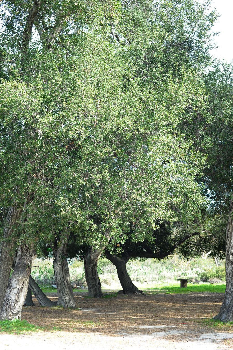 parker ranch 4 web